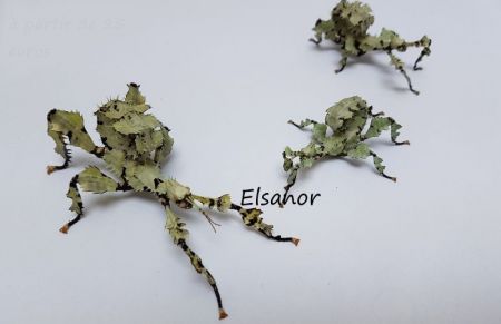 Phasme Extatosoma tia. - lichen